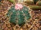 Cactus Ferocactus Glaucescens ,Glaucous Barrel cactus ,Ferokaktus sinewy ,Blue barre