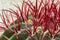 Cactus Ferocactus pilosus with yellow buds close up.