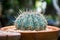 Cactus : Ferocactus in the pot