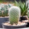 Cactus : Ferocactus in the pot