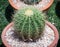 Cactus : Ferocactus in the pot