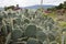 Cactus on a field with a lot of spider web