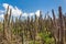 Cactus field with many cacti and sky