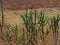 Cactus on field with scenery Indian landscape