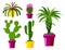 Cactus flat style nature desert flower green cartoon drawing graphic mexican succulent and tropical plant garden art