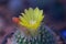 Cactus flower