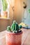 Cactus Flower Aloe Succulent In the room