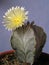 Cactus with flower - Astrophytum myriostigma