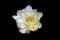 Cactus flower on a black background