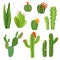 Cactus flower. Bright cacti aloe leaves exotic cactuses plants summer desert tropical flora cartoon botanical collection