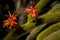 Cactus flower (cleistocactus winteri)