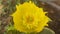 Cactus flower desert flower yellow herb