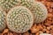 Cactus flower desert tropical