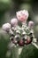 Cactus flower,domestic cactus .Succulent plant CACTACEAE,