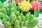 Cactus and flower in garden