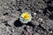 Cactus with flower grow on stones