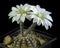 Cactus in flower isolated on backbackground