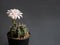 Cactus flower light pink colours full bloom gymnocalycium cactus flowers