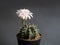 Cactus flower light pink colours full bloom gymnocalycium cactus flowers