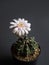 Cactus flower light pink colours full bloom gymnocalycium cactus flowers