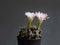 Cactus flower light pink colours full bloom gymnocalycium cactus flowers