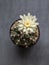 Cactus flower light yellow colours full bloom gymnocalycium cactus flowers