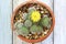 Cactus Flower (Mammillaria Balsasoides)