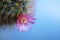 Cactus flower : Mammillaria zeilmanniana