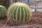 A cactus flower in natural conditions. Sacculents. Close-up