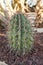 A cactus flower in natural conditions. Sacculents. Close-up