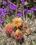 Cactus Flower Pollinator