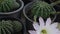 Cactus flower pot in the garden