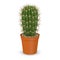 Cactus flower in pot13