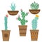 Cactus flower in pots for flowers and plants. Bright cacti, aloe leaves, exotic cacti plants juicy summer desert tropical flora