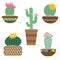 Cactus flower in pots for flowers and plants. Bright cacti, aloe leaves, exotic cacti plants juicy summer desert tropical flora