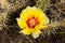 Cactus flower, single, yellow