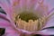 Cactus flower of the variety Echinopsis oxygona