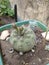 Cactus flower in a vase at the garden