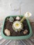 Cactus flower in a vase at home