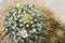 Cactus Flower with white petals and yellow pollen (Mammillaria n