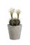 Cactus with flowering in concrete pots.