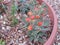 Cactus Flowering Plant