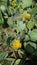 Cactus flowering yellow Texas