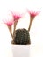 Cactus in flowerpot isolated on white background. Blooming Lobivia shinshowa with pink flowers.