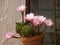 Cactus flowerpot with pink flowers