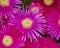 Cactus flowers closeup, natural background