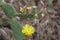 Cactus Flowers Coloured Yellow