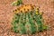 Cactus with flowers Ferocactus gracilis, Mexico