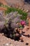 Cactus flowers growing among the red sedimentary rocks