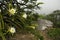 Cactus flowers in a park in Brazil